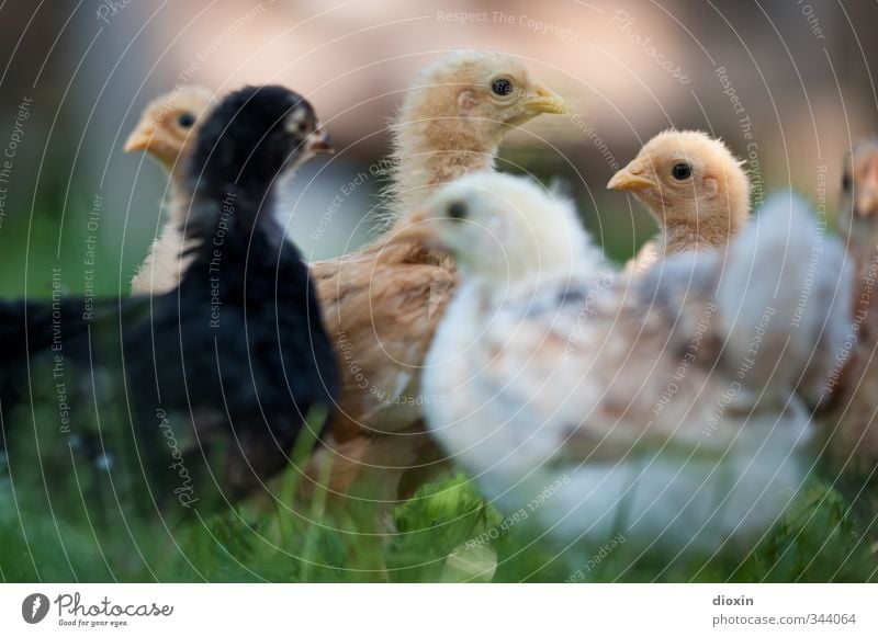 the wild chickens Agriculture Forestry Grass Meadow Animal Pet Farm animal Bird Animal face Wing Gamefowl Chick Group of animals Free Natural Curiosity Nature