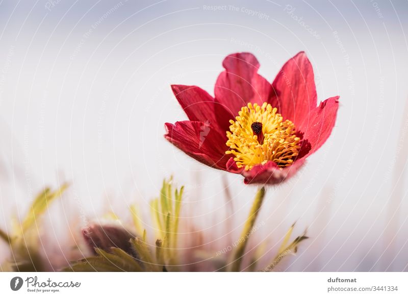 red/yellow spring flower (kitchen bell, cowbell) blossoms flowers Ground anemone Spring Blossom Flower Plant Close-up Nature Garden Exterior shot Blossoming