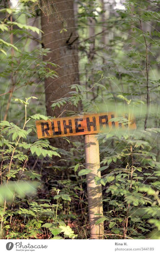 Resting Grove II Nature Landscape Plant Spring Beautiful weather Tree Forest Signage Warning sign Natural Green Transience Cemetery Calm Idyll Colour photo