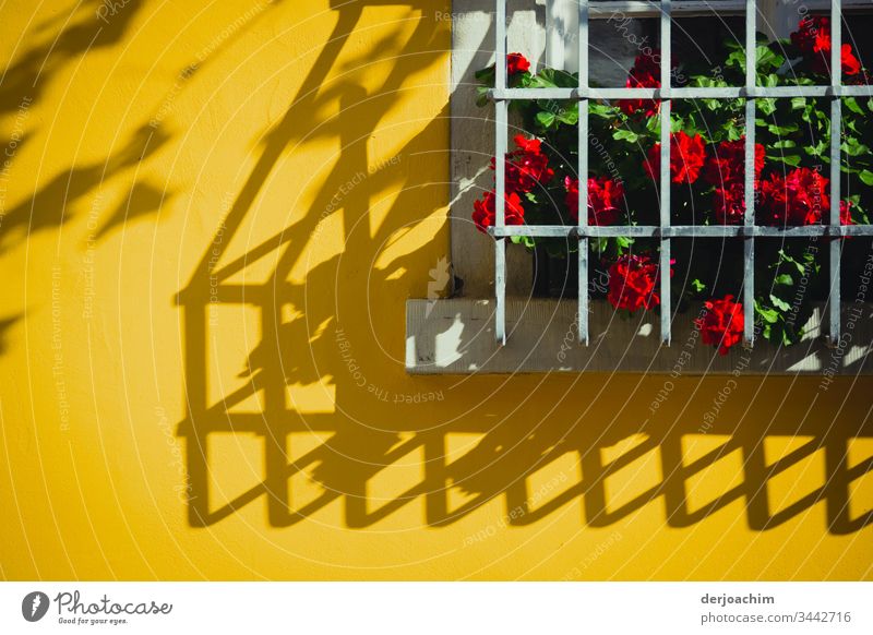 Flowers with red flowers, stand behind bars on a windowsill. The shadow from the bars can be seen on a yellow house wall. Shadow Light and shadow Yellow