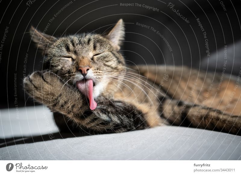 Cat lies on the couch and cleans himself One animal indoors pets mixed breed cat tabby domestic shorthair care Cleaning hygiene lick Animal tongue Sunlight
