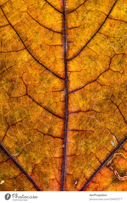Structure of a leaf Sunlight Deep depth of field Central perspective Contrast Exterior shot Copy Space right Copy Space middle Copy Space top Copy Space bottom
