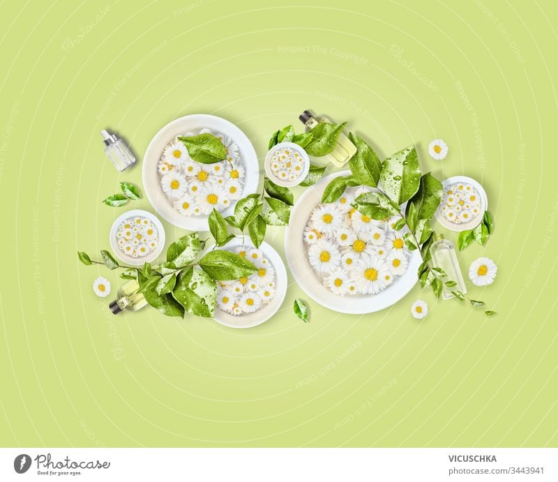 White water bowls with daisies flowers, green leaves and natural cosmetic products for skin care on light green desk background. Top view. Modern beauty concept. Healthy lifestyle. Composition