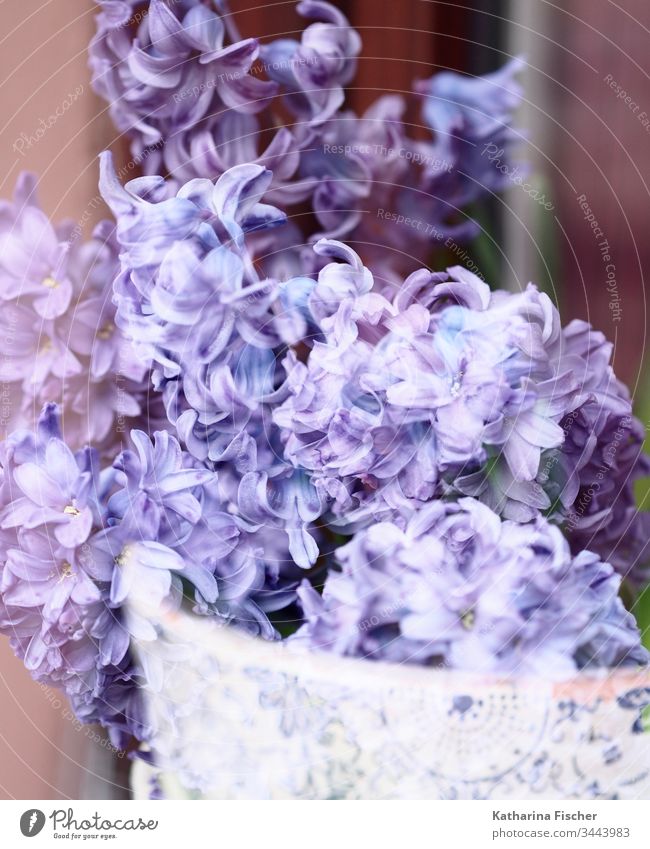 Hyacinthus flowers flowers closeup flowers spring Purple Art Double exposure Light Garden Beautiful Nice Nature Day Spring flower Colour photo Exterior shot