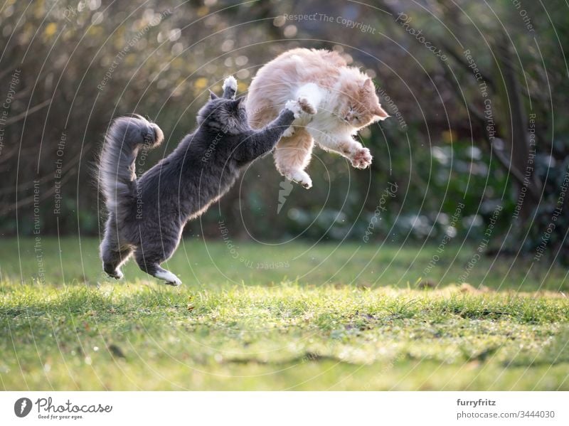 two playful Maine Coon cats jump up in the air and fight Cat feline Fluffy Pelt Cream Tabby Fawn Beige blue blotched White purebred cat pets Longhaired cat