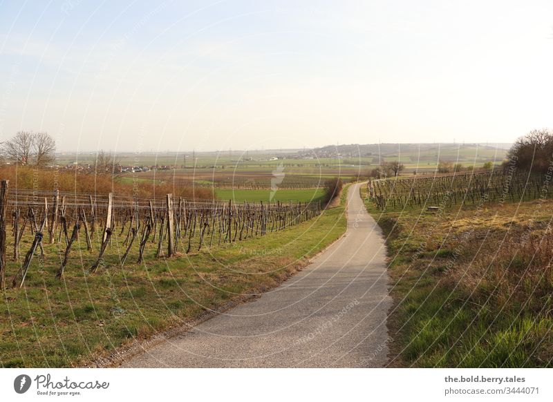 Way through the vineyards in spring Landscape Vines Colour photo Nature Exterior shot Plant Day natural green Grass Deserted Meadow fields bushes tree Sky Field