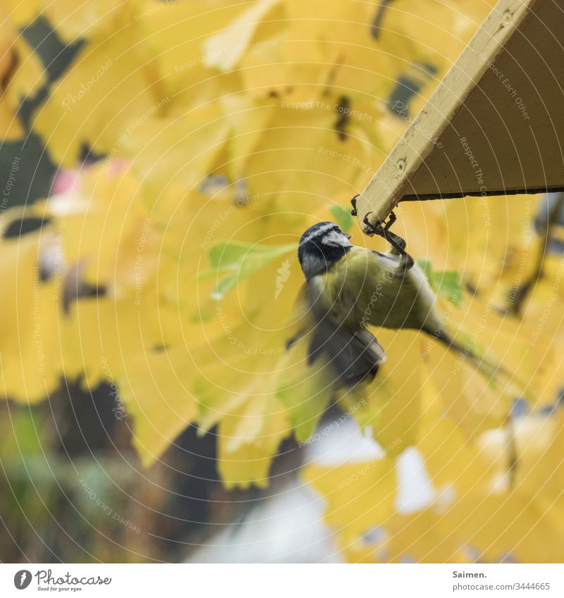 Maise Vogel Vögel Vogelwelt Federn Natur Tier Garten Schwingen Lebewesen Flug Vogelhaus Colour photo gelb