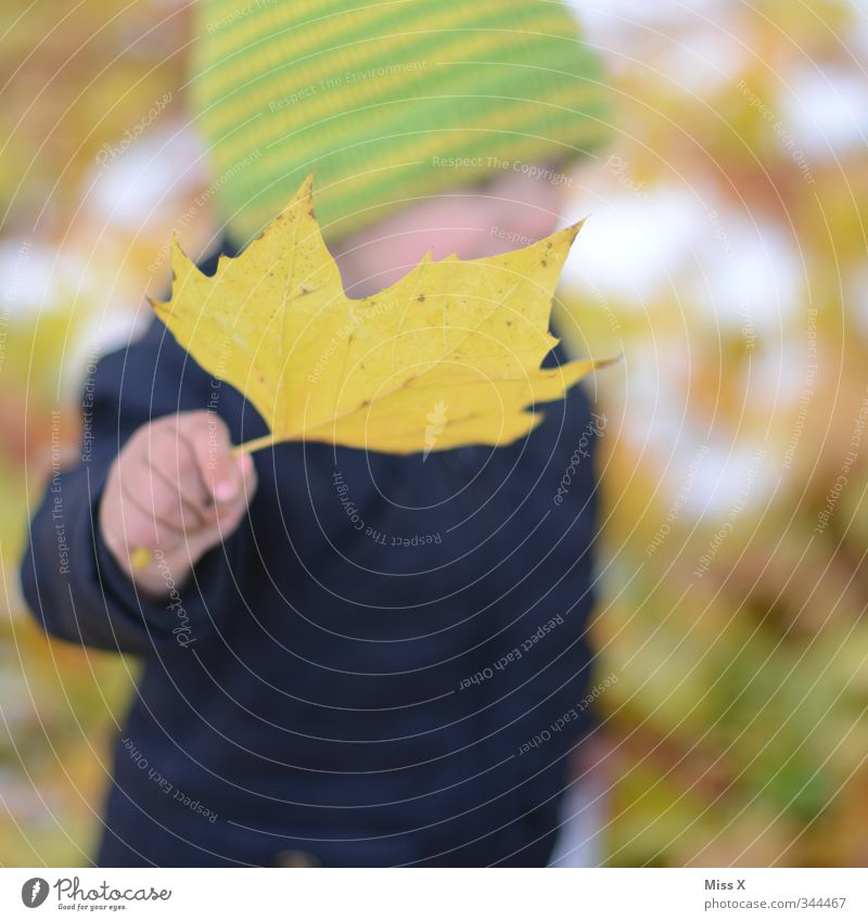 Autumn Children's game Human being Baby Toddler Hand 1 1 - 3 years 3 - 8 years Infancy Leaf Cap Cold Yellow Joy Happiness Collection Maple leaf Autumn leaves
