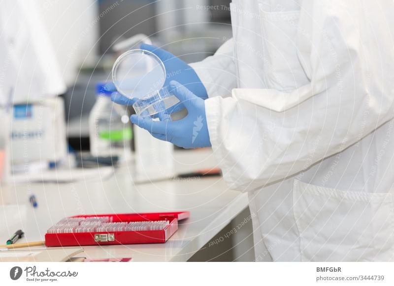 hands in blue lab gloves working with a culture dish in a laboratory analysis analyzing assay attempt biological care chemical chemist chemistry clinic corona