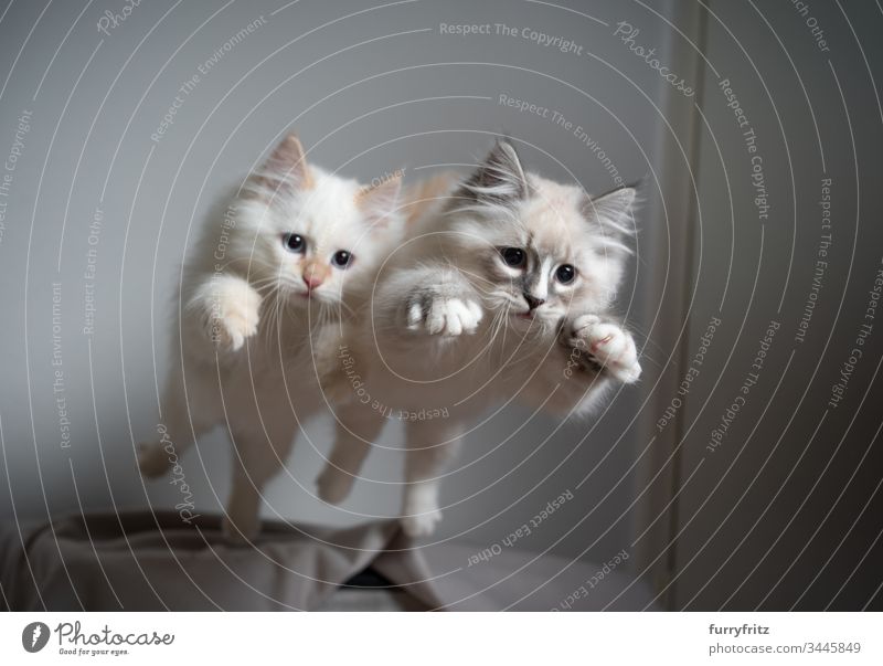 Two siberian kittens jumping through the air at the same time Cat no people Cute Kitten feline Fluffy Pelt pets purebred cat Longhaired cat indoors White