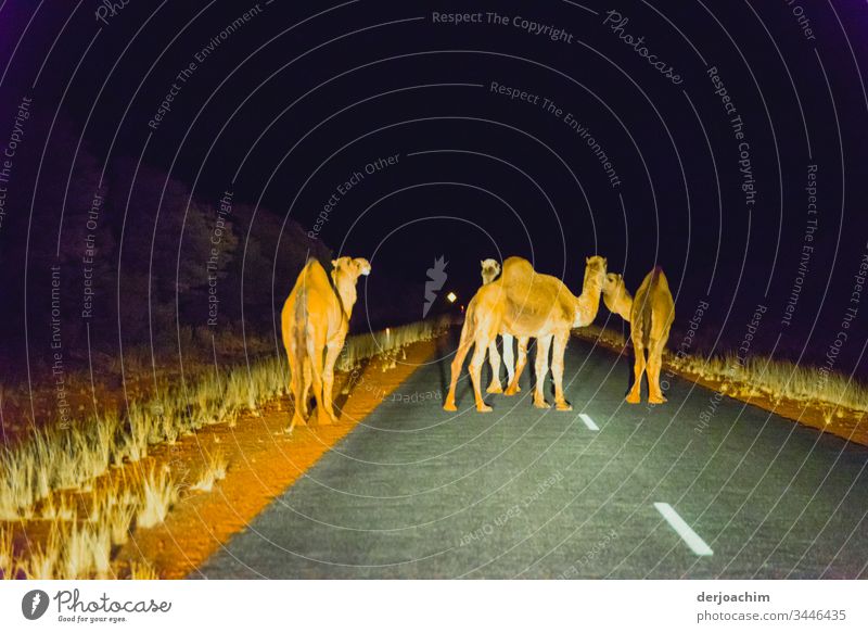 Night walk of the camels. Four of them are standing on the road, not letting any car through. Illuminated by the headlights. Trip Camels Vacation & Travel