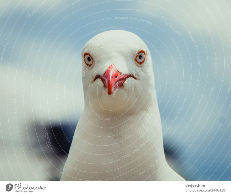 Seagull looks into the camera with big eyes and red beak White Freedom Bird Nature Summer Air Animal Colour photo Deserted Exterior shot Wild animal Feather