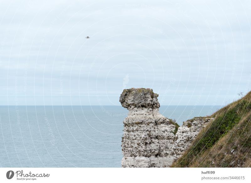 Rock with seagull approaching rocky coast rock pear Slope Vantage point Landscape Panorama (View) Sky Vacation & Travel Tourism Far-off places