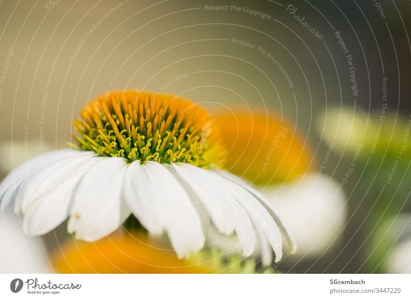 Echinacea white/yellow Flower White Yellow Plant Rudbeckia Blossom Garden Summer naturally pretty Nature Close-up Macro (Extreme close-up) Detail