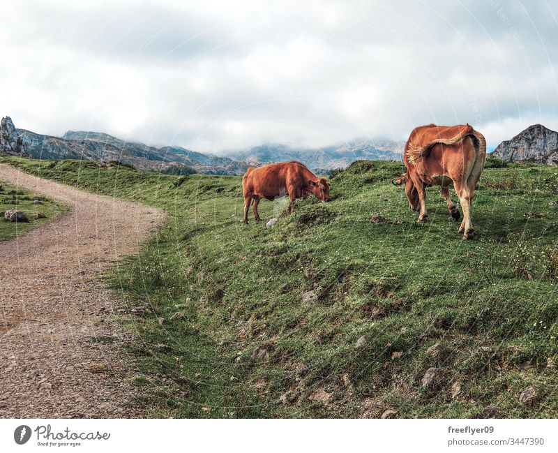 Dirt path in Picos de Europa in Asturias, Spain, with some cows on the side animal cantabrian cattle countryside day dirt environment europa european farm