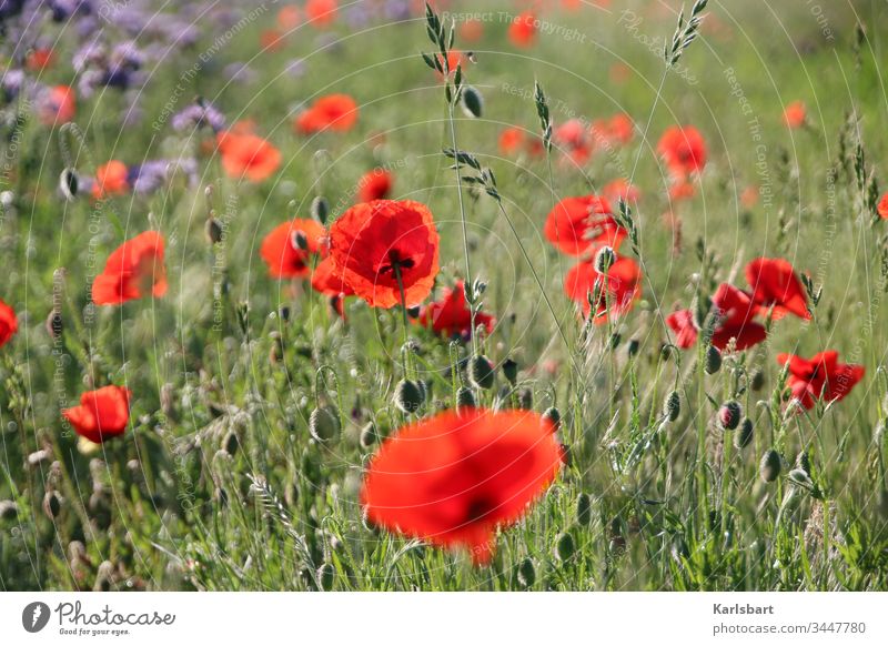 poppy day Poppy Corn poppy Flower meadow Meadow spring Summer bleed flowers green Plant Poppy field Landscape Nature Idyll flora Environment Garden Field