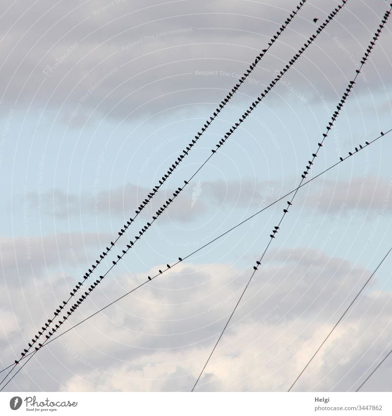 many starlings sit on sloping power lines in front of cloudy skies birds Stare bird migration Migratory bird Autumn Break Animal Flock Exterior shot Sky Nature