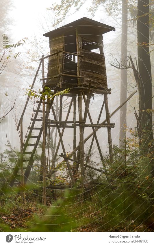 Wooden hunter's high seat at the edge of the forest in fog in the autumnal pine forest Hunting Blind perchet Fog Hunter Forest vantage point animals Green