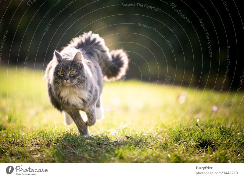 Maine Coon cat with fluffy tail running across the lawn in sunlight Cat pets feline Pelt Fluffy Longhaired cat blue blotched White One animal Outdoors