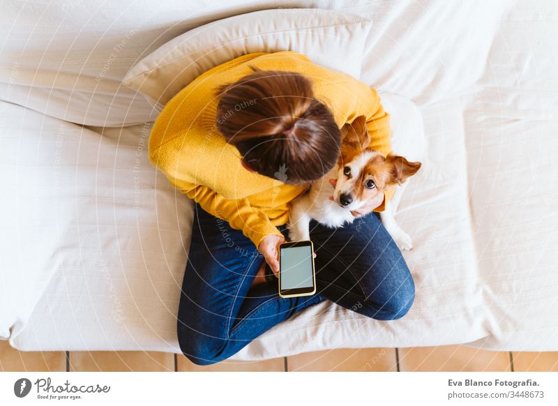 young woman using mobile phone, cute small dog besides. Sitting on the couch, wearing protective mask. Stay home concept during coronavirus covid-2019 pandemic