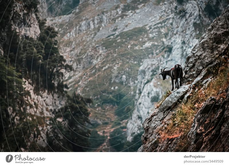 Goat in the National Park Picos de Europa Picos de Europa National Park Tourism Mountain Freedom Vacation & Travel Spain Experiencing nature Emotions