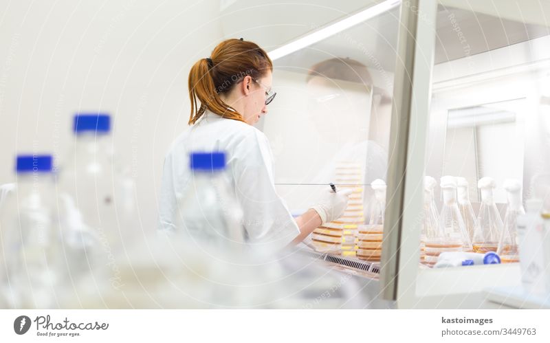 Female scientist working with bacteria in laminar flow at corona virus vaccine development laboratory research facility. science biotechnology COVID-19 cvid