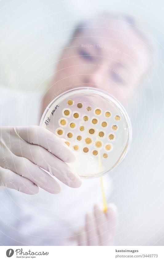 Scientist growing bacteria in petri dishes on agar gel as a part of scientific experiment. laboratory science research biotechnology corona virus COVID-19 cvid