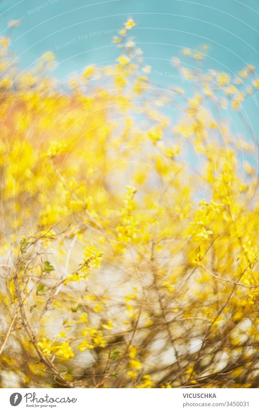 Beautiful yellow Forsythia blooming at blue sky background. Springtime day. Spring nature. Outdoor beautiful forsythia springtime outdoor ornamental