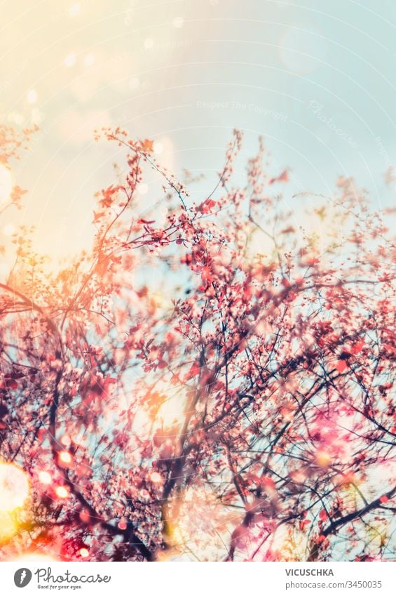Spring nature background with cherry blossom in outdoor. Sunny spring day. Springtime concept pink sunny springtime season outdoors garden branch scene sky