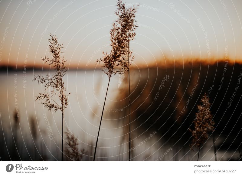 Horseshoe Lake in the evening Hufi Water Evening sun sunset reed Common Reed grasses Spring Relaxation open pit mining flooded lignite mining Body of water