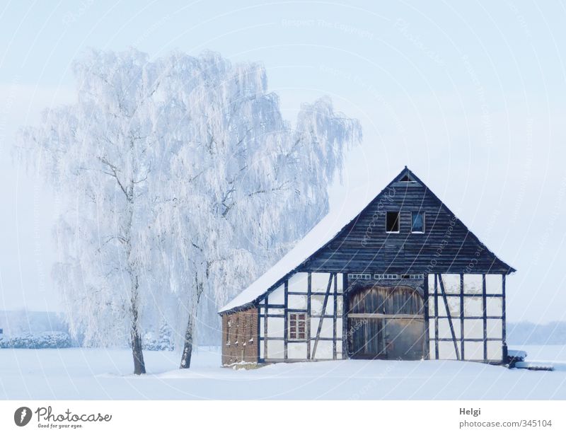 next winter... Environment Nature Landscape Winter Beautiful weather Ice Frost Snow Tree Birch tree Village House (Residential Structure) Building Architecture