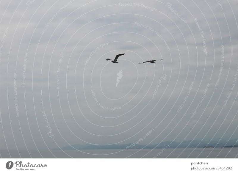 Two seagulls fly over the sea in front of a cloudy sky. birds Ocean Rock Clouds Fog Water Coast Landscape Flying Freedom Grand piano Swing Couple Blue White