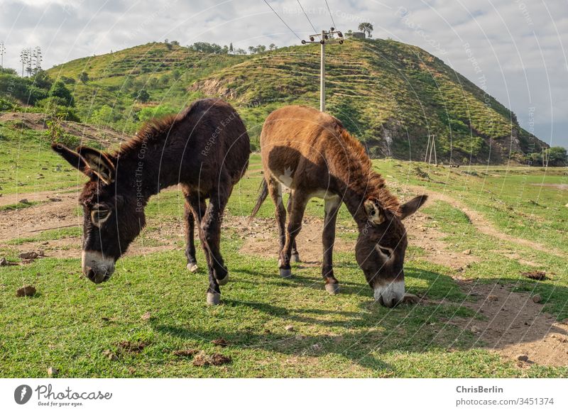 2 free running donkeys Donkey Landscape Meadow in common animals Free-roaming Colour photo Nature green Grass Exterior shot Deserted Animal Farm animal To feed
