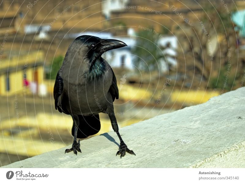 Black Bird Tree Mandawa Rajasthan India Asia Small Town House (Residential Structure) Wall (barrier) Wall (building) Facade Animal Wild animal Animal face Wing