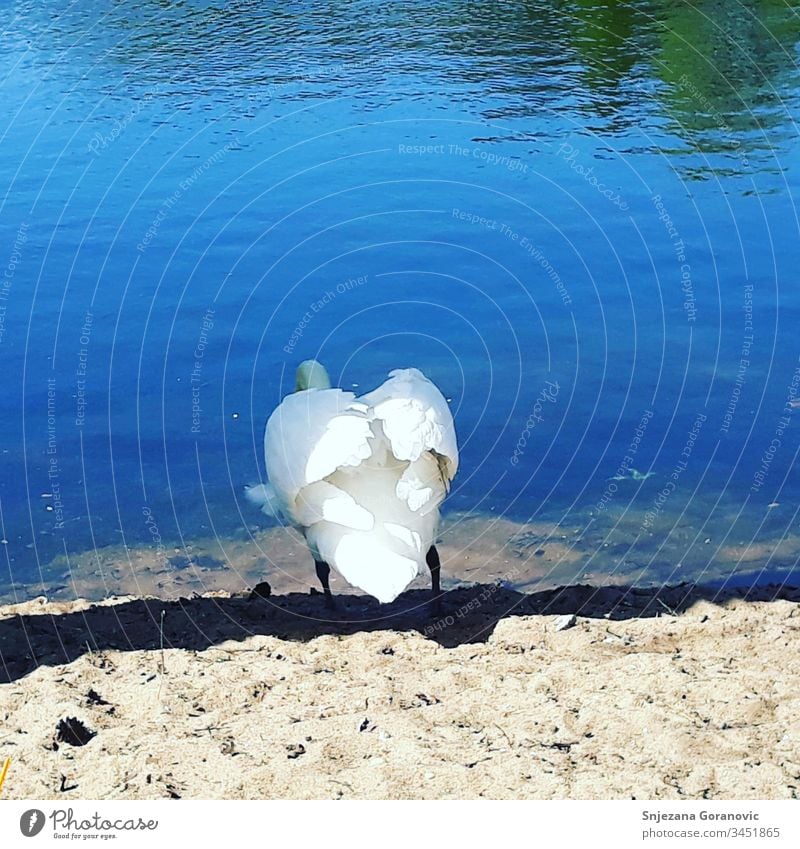 Swan Lake the sun blue water enjoy the outdoors The lake the swan