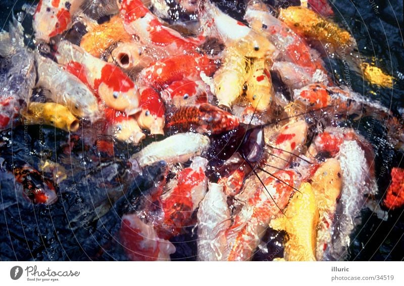 fish salad Koi Goldfish Japan Asia Crowded Heap Narrow Feeding Carp Wels Fish Fight Appetite