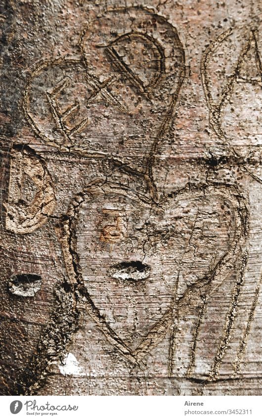 two hearts for eternity - one tree for E + D Heart Tree Love Tree trunk carve Inscription token of love cuddle Letters (alphabet) Drawing Eternity