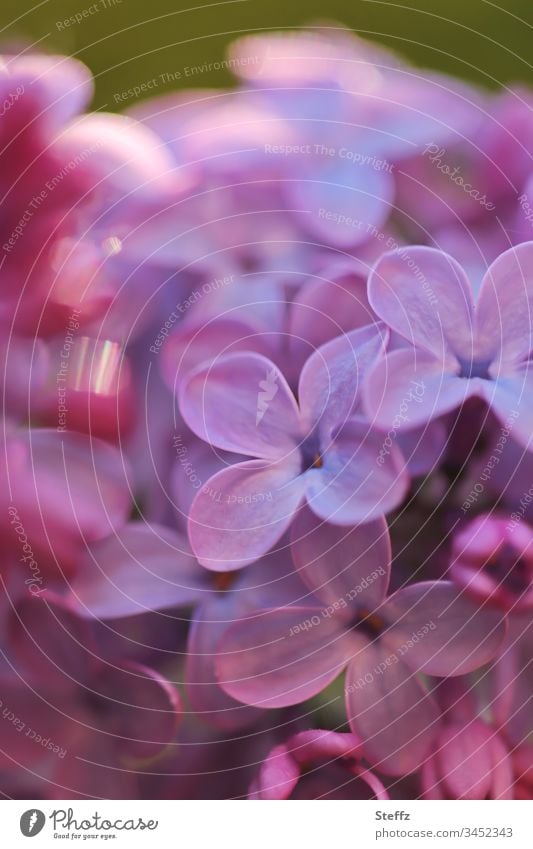 flowering lilac with light reflections lilac blossoms spring blossoms spring flowers Lilac scent Fragrance Lilac bush syringa vulgaris Syringa fragrant