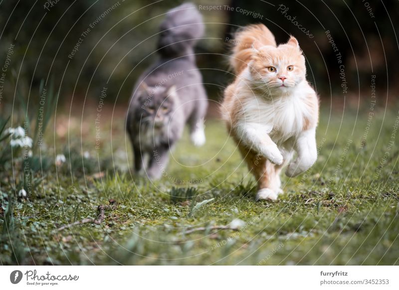 two Maine Coon cats run through the garden and chase each other Cat pets feline Pelt Fluffy Longhaired cat blue blotched Fawn Beige Cream Tabby Ginger cat White