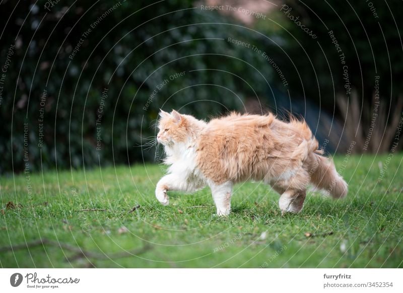 Maine Coon cat walking through the garden on a windy day Cat pets feline Pelt Fluffy Longhaired cat Fawn Beige Cream Tabby Ginger cat White One animal Outdoors