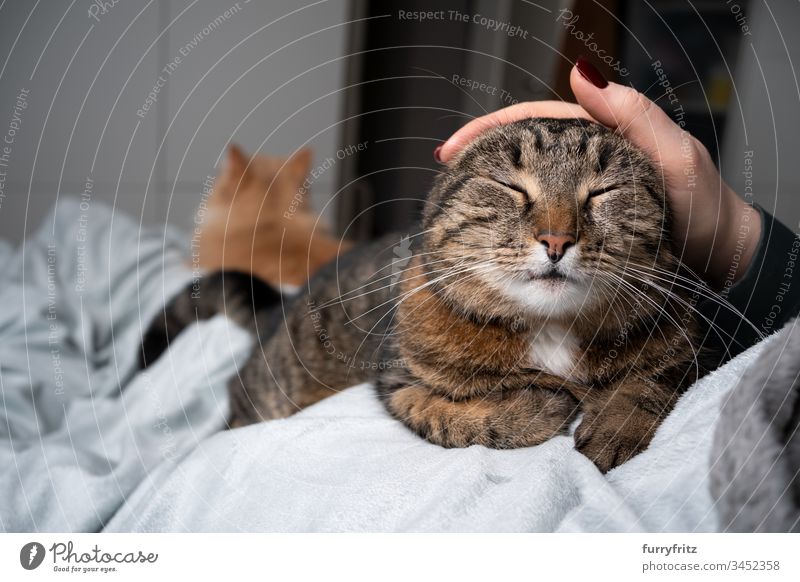 Cat being stroked on the bed by human. Another cat lies in the background pets feline Pelt White Two animals domestic shorthair tabby indoors Relaxation Resting