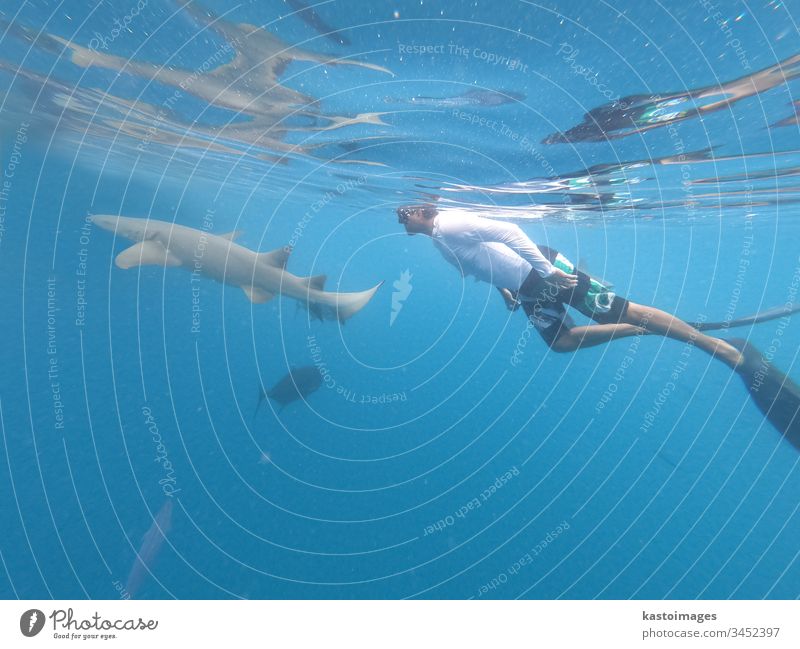Male free diver and nurse shurk, Ginglymostoma cirratum, hovering underwater in blue ocean. shark nurse shark sea freediver marine snorkeling scuba wild diving
