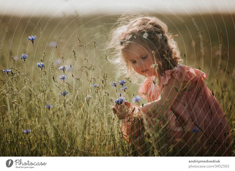 girl in a field collects a bouquet of flowers. little girl collects flowers in the field child grass summer nature bloom kid lifestyle beautiful beauty dress