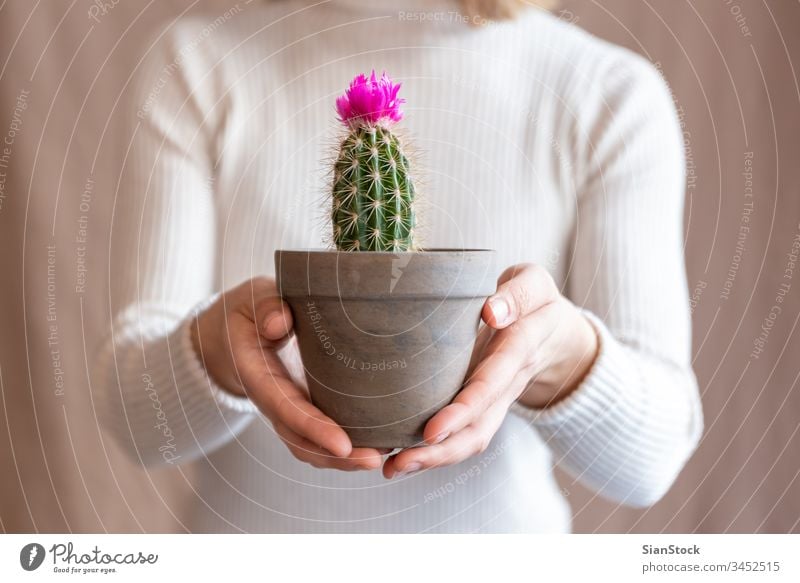 Woman holding a cactus pot flower woman hands plant florist gift floral indoor show background person female bloom botanical flowers green girl closeup potted