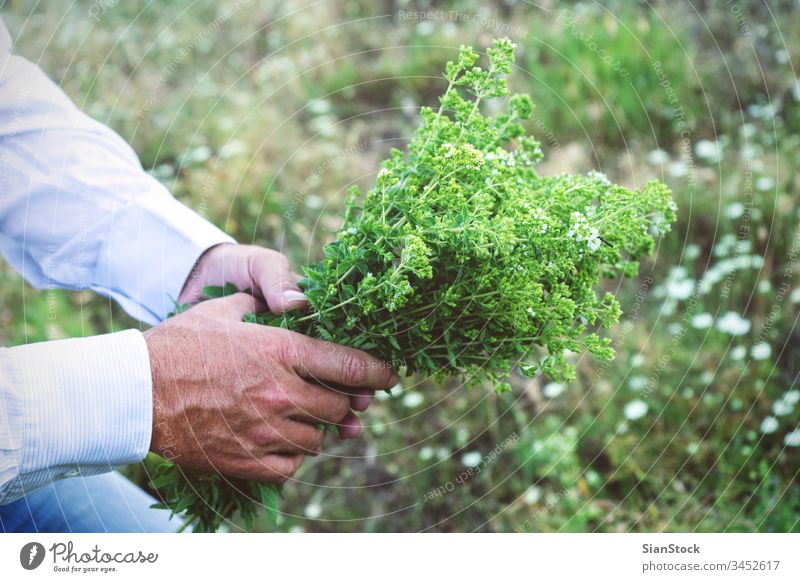 Man is holding a bouquet or oregano fresh man male hands wild organic food garden nature green healthy natural plant leaf herb mountain harvest field summer