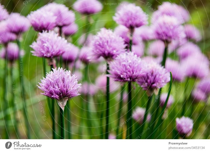 Blossoming chive in the garden plant nature blossoming food healthy organic vegetable horizontal day light bright colorful flower green