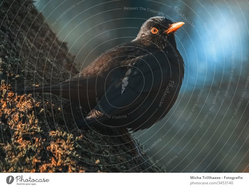 Blackbird in the evening light Turdus merula Animal portrait Head Beak Animal face Eyes Feather Plumed Twilight Evening Morning Low-key Sit Observe