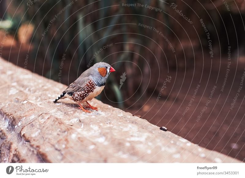 Small bird (zebra finch) from one side on a natural environment alone animal background beak beautiful beige black bright brown close color colorful cute eye
