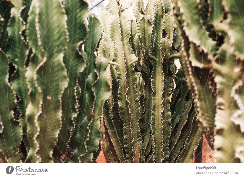 green cactuses growing on dirt background beautiful botanic botanical botany cacti colorful danger decoration design dry earth exotic flora floral flower garden