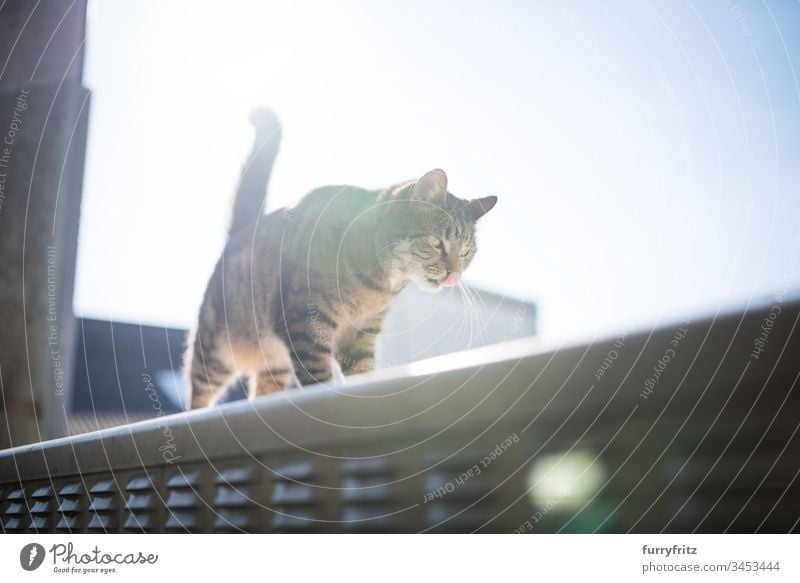 Cat on a stream Box in sunlight Sunlight Outdoors Lens flare Copy Space animal eye animal hair Blue sky bokeh Domestic cat Investigation feline In full length